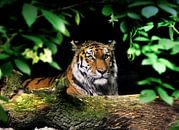 Siberische Tijger : Safaripark Beekse Bergen van Loek Lobel thumbnail