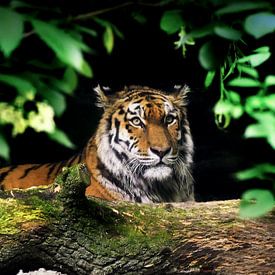 Tigre de Sibérie : Safaripark Beekse Bergen sur Loek Lobel