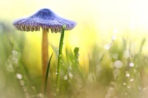 Magic Mushroom... sur Bob Daalder