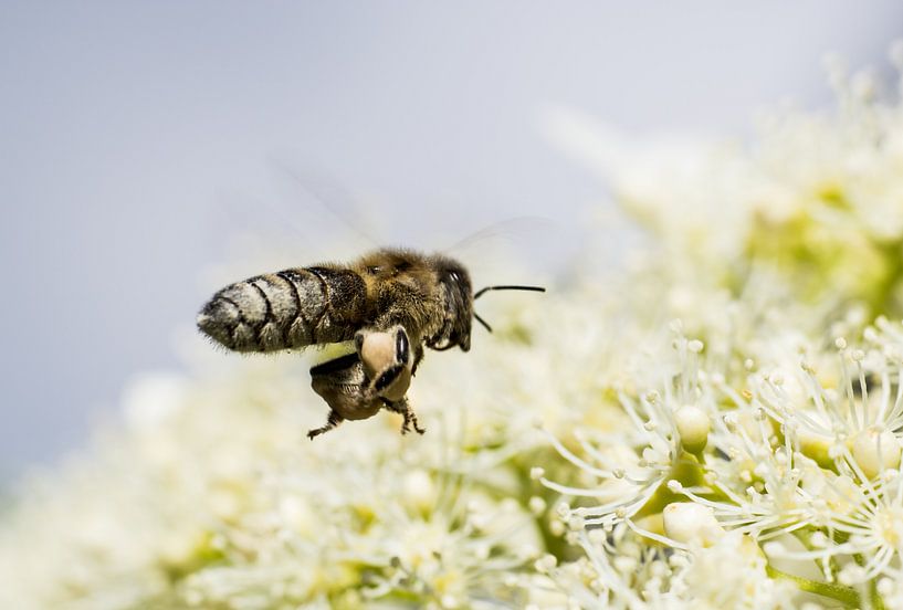 Vliegende Bij op Hortensia von Johan Slagers