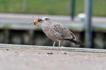 seagull with snack by Merijn Loch