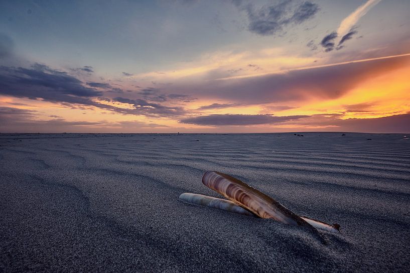 Sfeervolle foto van een schelp op het strand von Edwin van Wijk