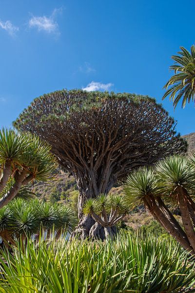 Le "Drago Milenario" est un dragonnier des Canaries à Icod de los Vinos, sur l'île de Ténériffe. par David Esser