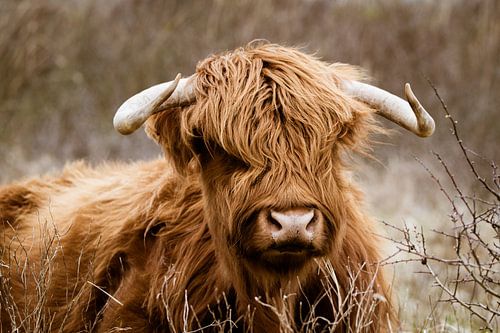 Highlander écossais