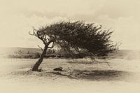 Dividivi (Watapana) boom op Bonaire
