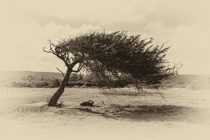 Arbre Dividivi (Watapana) à Bonaire par Humphry Jacobs