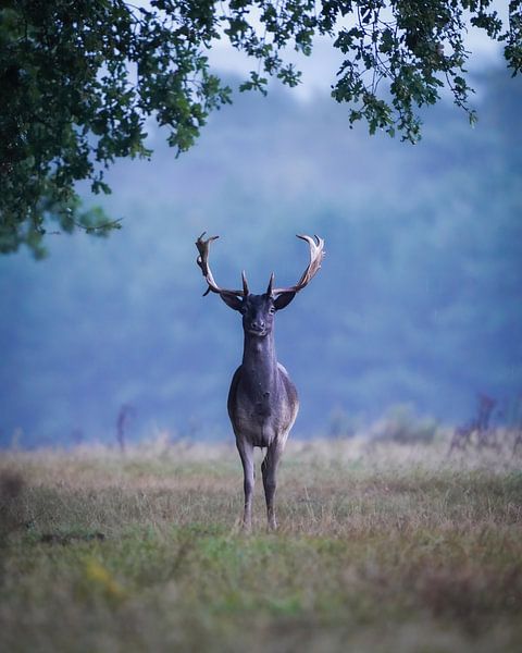 Damhirsch auf dem Veluwezoom von Tom Zwerver