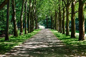 Allee