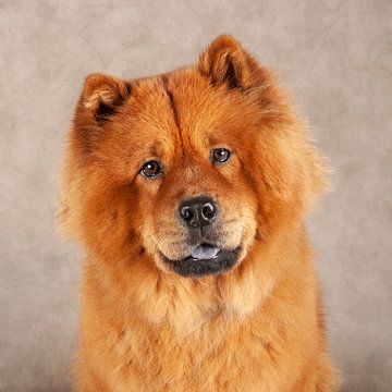 Chowchow sur Tony Wuite