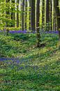 A sea of beautiful blossoming wood hyacinths in the Hallerbos bring a magical atmosphere by Kim Willems thumbnail