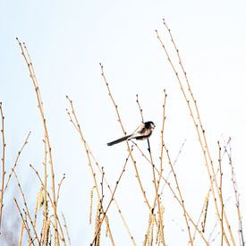 Tailed tit on willow branches by Yuri Verweij