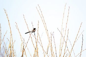 Schwanzmeise auf Weidenzweig