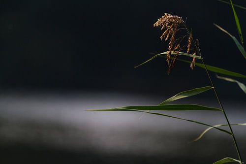 That is the way... van Els Vercauteren