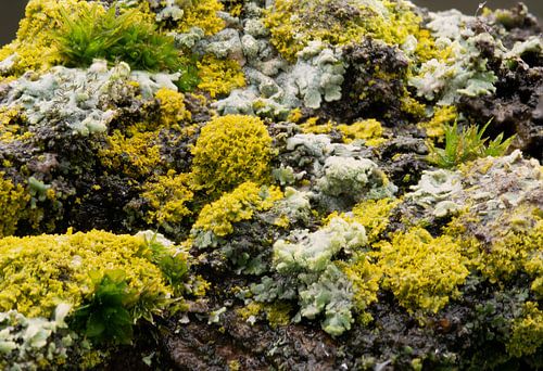 Gekleurde details van mos op hout