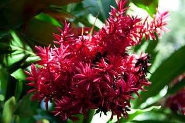 Rode plant in de botanische tuin in Cairns van Kees van Dun