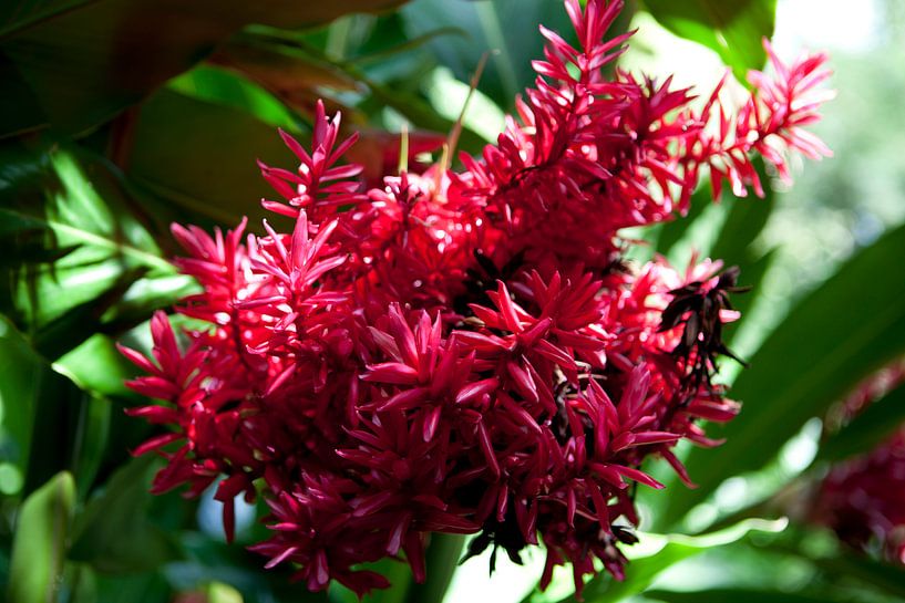 Rode plant in de botanische tuin in Cairns van Kees van Dun