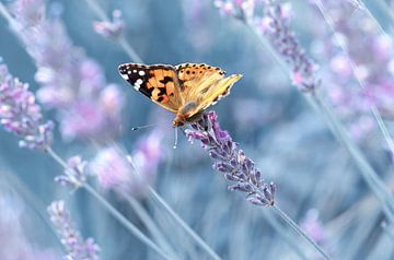 Schmetterling Distelfalter