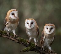 3 Barn owls