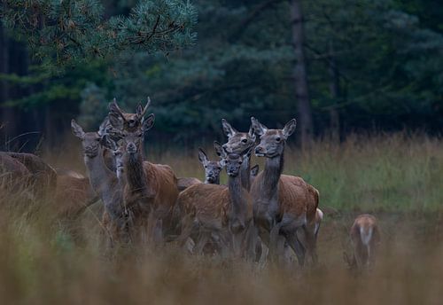 Red deer pack in the morning
