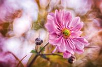 Magnifique anémone d'automne rose