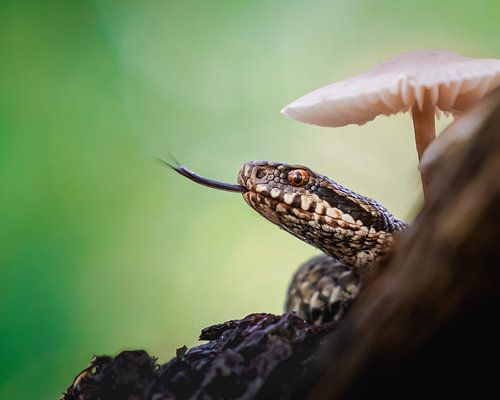 Serpent vipérin dans la forêt sur Wilco Bos