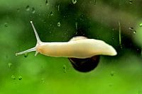 Snail