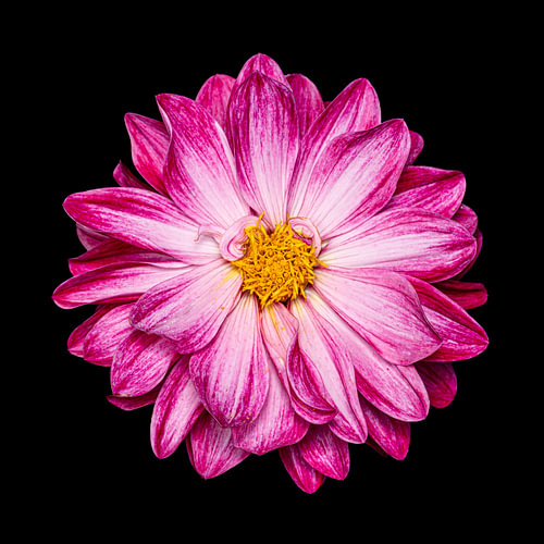 Dahlia in Contrast