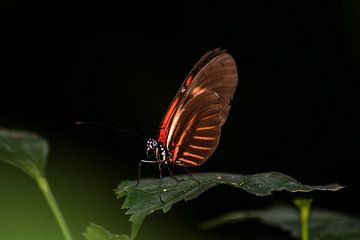 mooie vlinder van Saskia Cloo-Hartsema