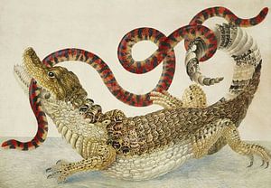 Caïman commun ou à lunettes avec le faux serpent corail d'Amérique du Sud, Maria Sibylla Merian.