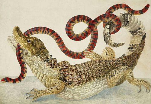 Gewone of Spectacled Caiman met Zuid-Amerikaanse Valse Koraalslang, Maria Sibylla Merian