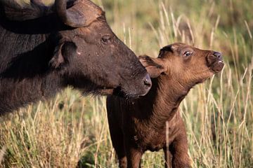 Buffel met kalf in de savanne Kenia, Afrika van Fotos by Jan Wehnert