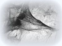 Caterpillar 6