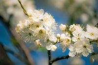 Witte Bloesem tegen blauwe lucht