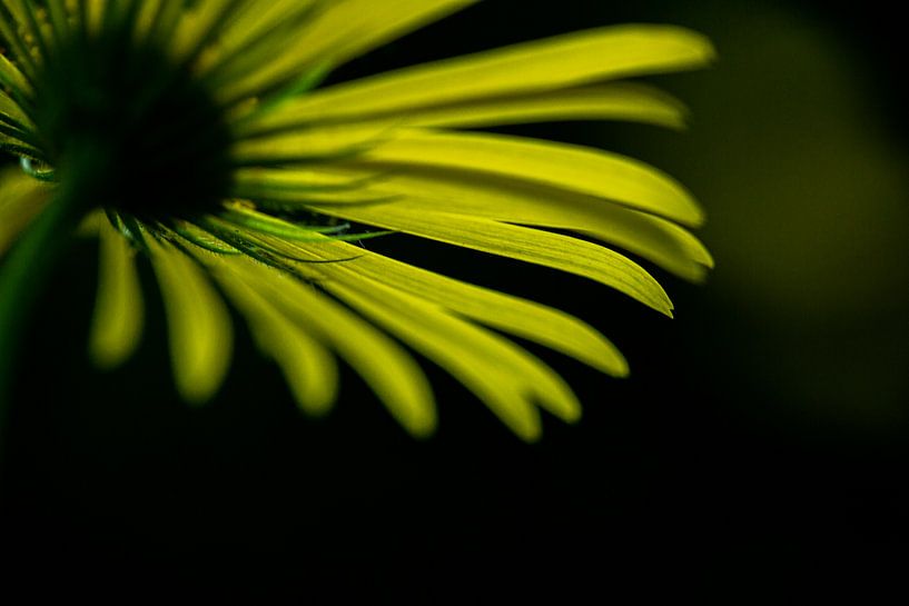 Représentation abstraite et graphique de la fleur jaune par Caroline van der Vecht