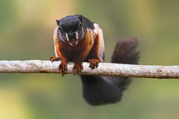 Variegated squirrel (Sciurus variegatoides) sitting on a branch in a tree by Mario Plechaty Photography