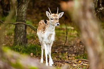 female fallow deer looking alertly around the area by Margriet Hulsker