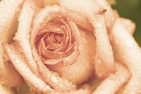 Rose aux larmes d'abricot