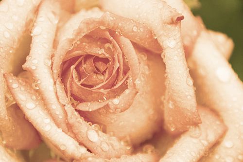 Rose aux larmes d'abricot