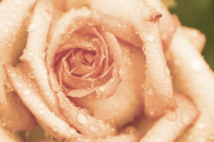 Rose aux larmes d'abricot par Die Farbenfluesterin