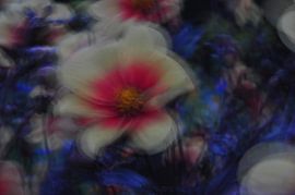 BLUMENTRÄUME 33 von Miroslav Ptacek