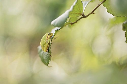 Faites de beaux rêves