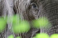 Olifant