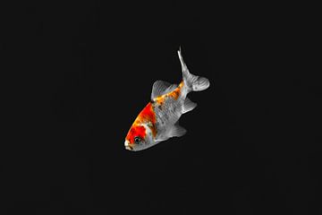 Goldfish on a black background by Eric Wander