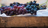 Grape harvest