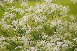 Fluitenkruid von Margreet Frowijn