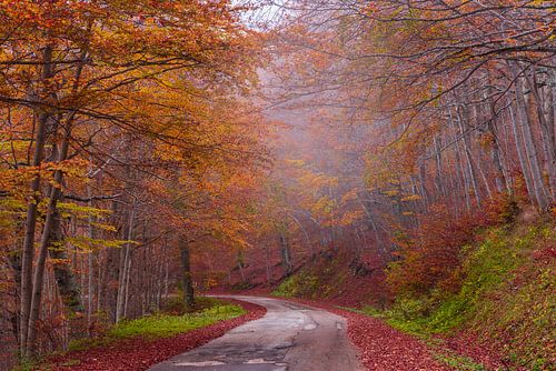 Herfstbergweg met rode en oranje bladeren en mist