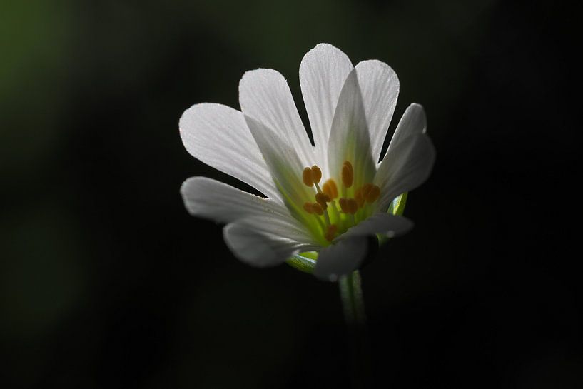 Grote muur van Astrid Brouwers