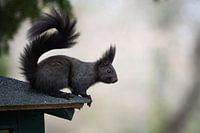 Een eekhoorn zit bij een voederplaats in Jena, Duitsland