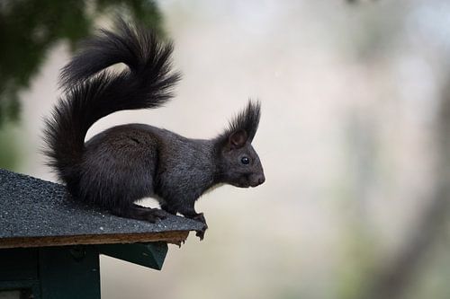 Een eekhoorn zit bij een voederplaats in Jena, Duitsland