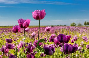 Blumen in Tholen, die Niederlande